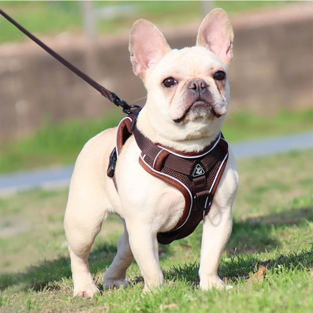 PupPatrol - Leash with Harness