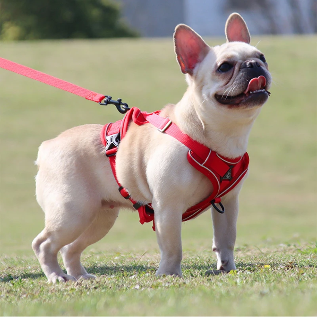 PupPatrol - Leash with Harness